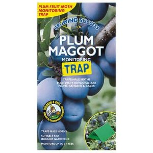 Plum Maggot Traps