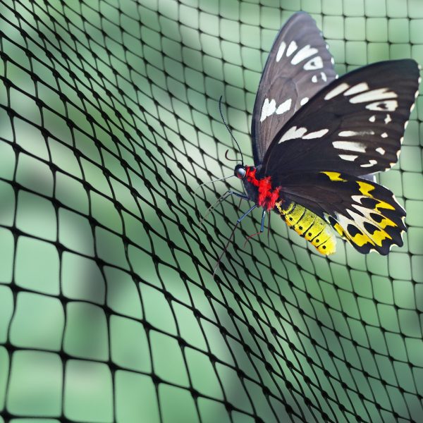 Butterfly & Insect Netting