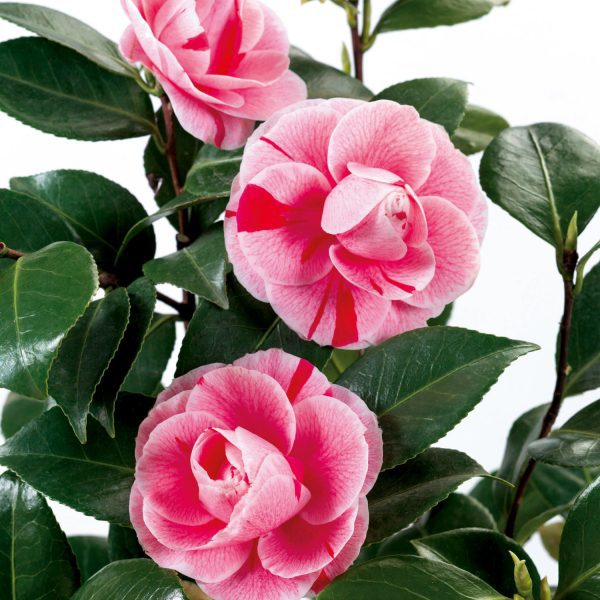 Camellia Bonomiana