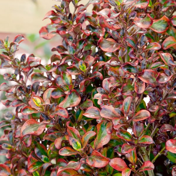 Coprosma Tequila Sunrise