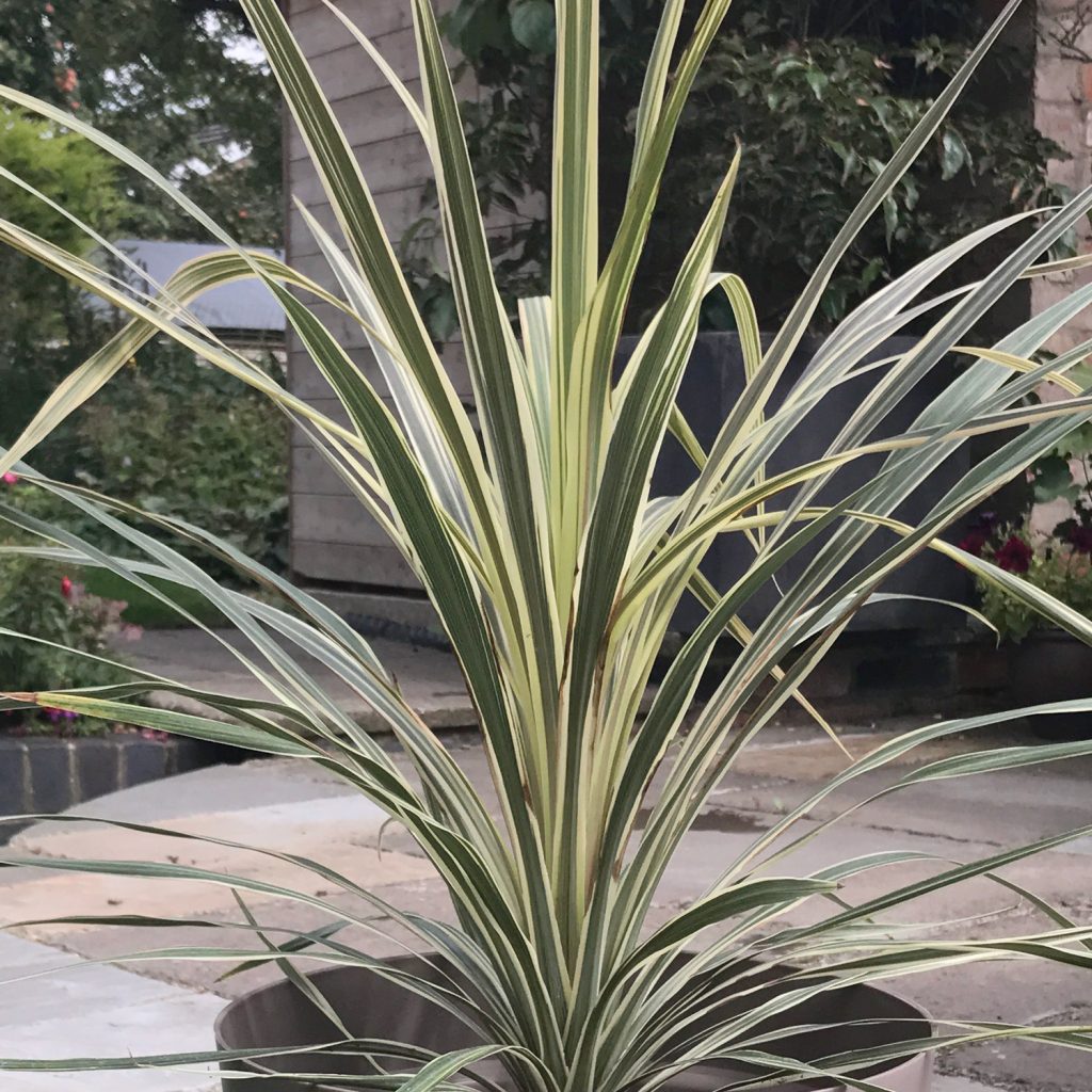 Cordyline Torbay Dazzler