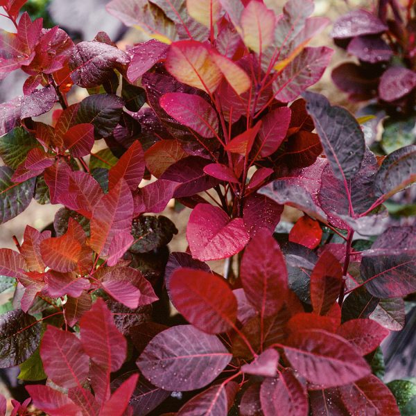 Cotinus Royal Purple