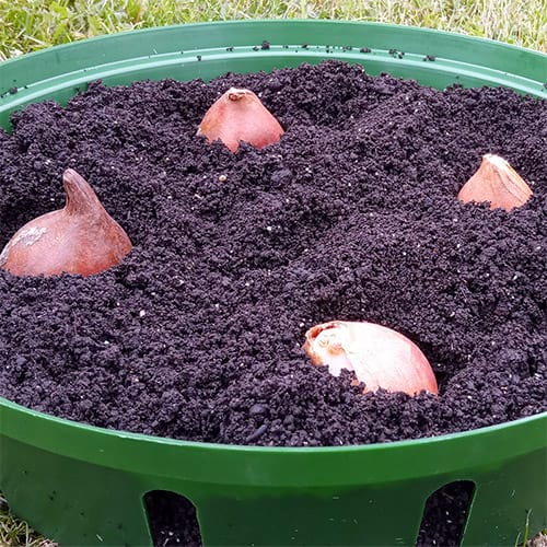 How to Plant Spring Bulbs Elixir garden Supplies