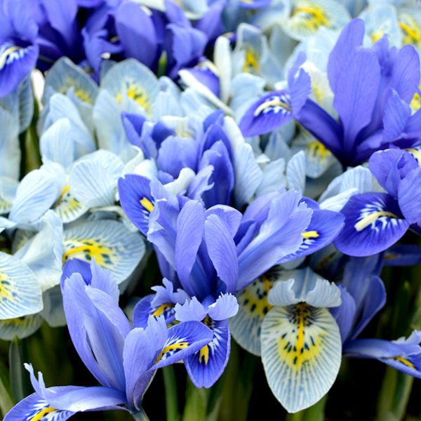 Iris Reticulata (50 x Size 5/6 Bulbs) Elixir Garden Supplies