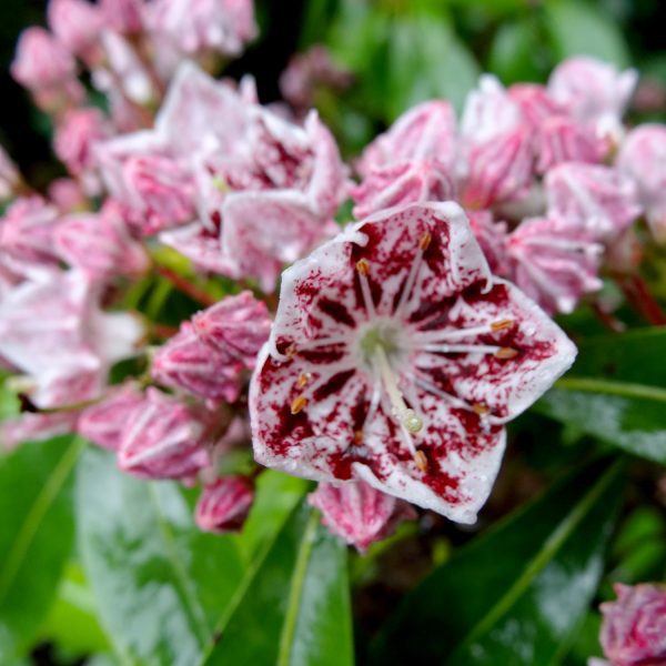 Kalmia Ginkona