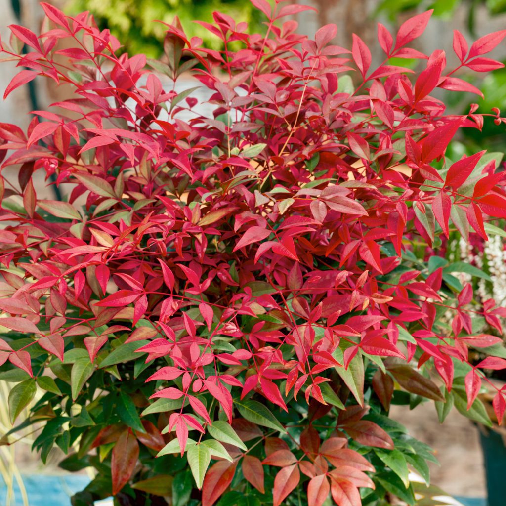 Nandina Obsessed