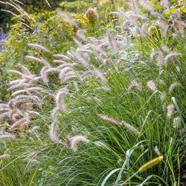 Pennisetum Hameln