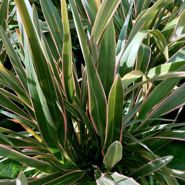 Phormium Pink Stripe