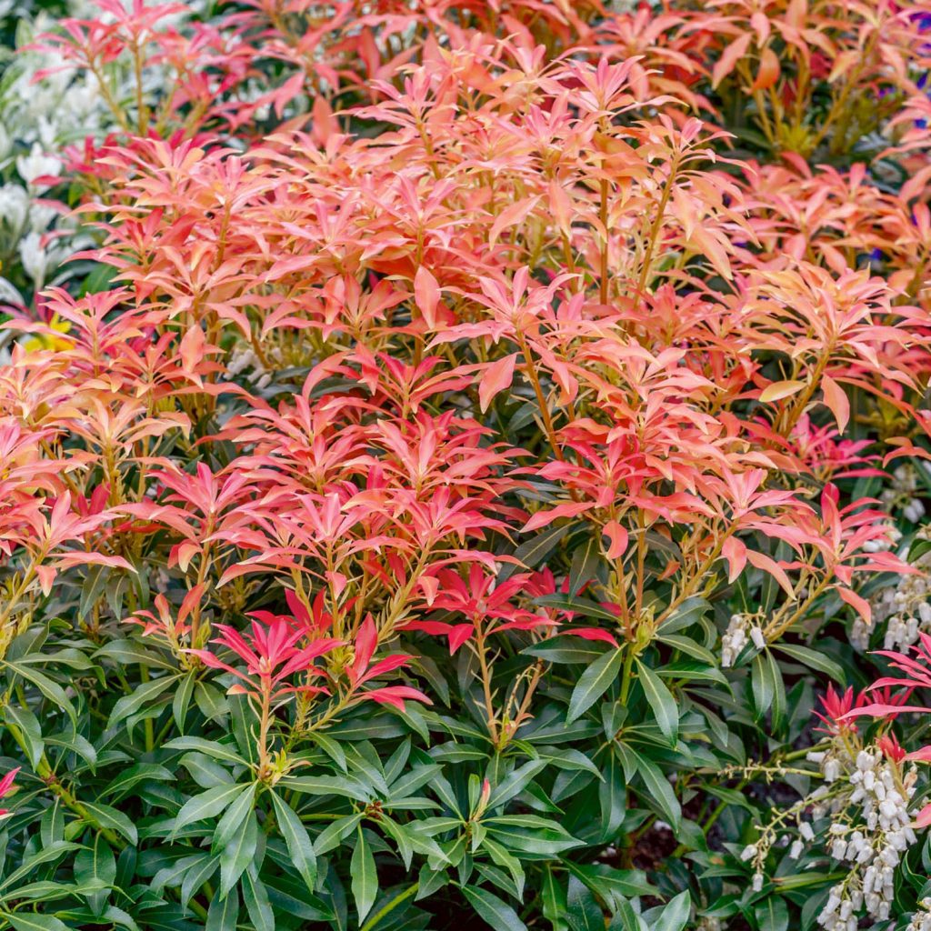 Pieris Mountain Fire