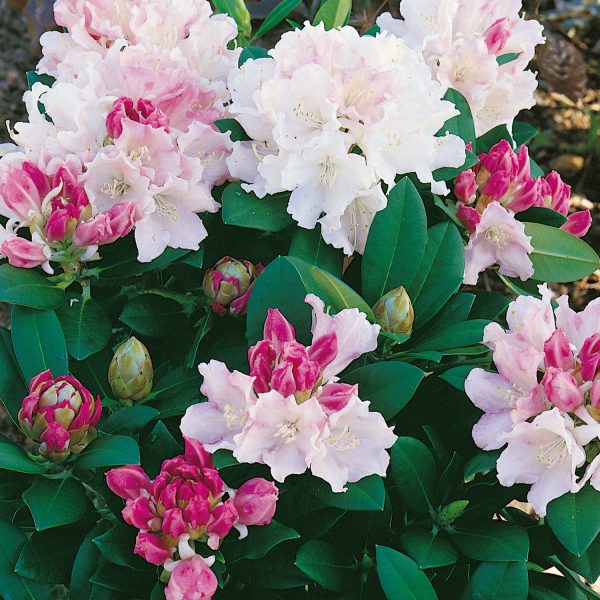 Rhododendron Dreamland