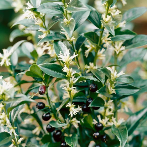 Sarcoccoca Confusa