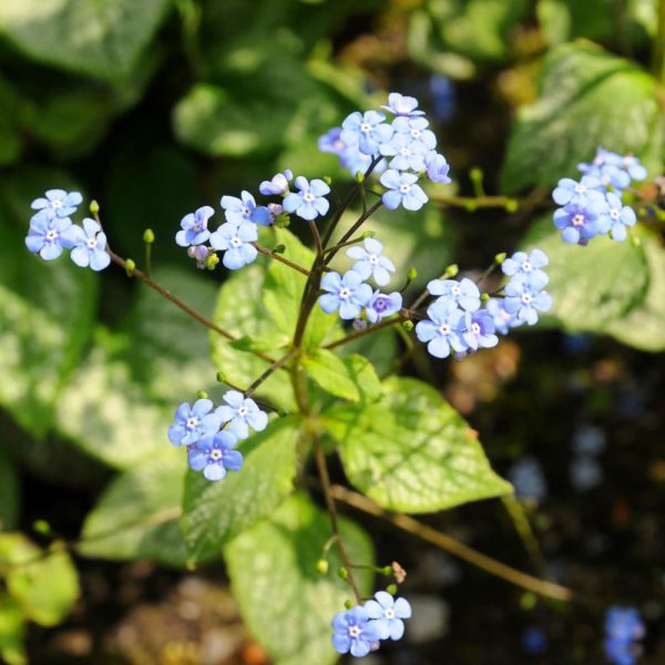 Brunnera Jack Frost