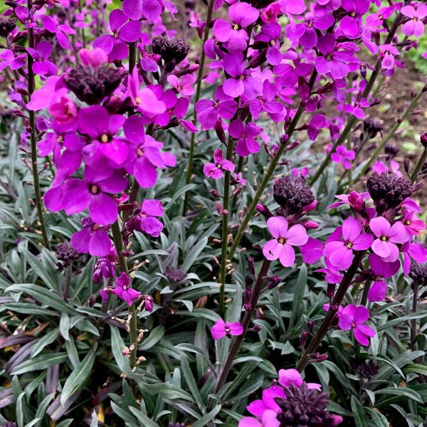 Erysimum Bowles Mauve