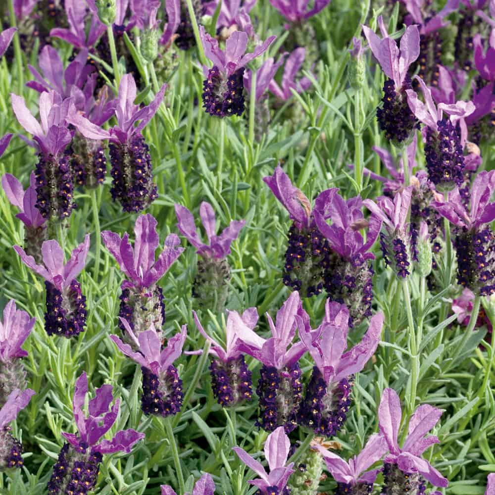 French Lavender (2L Pot)