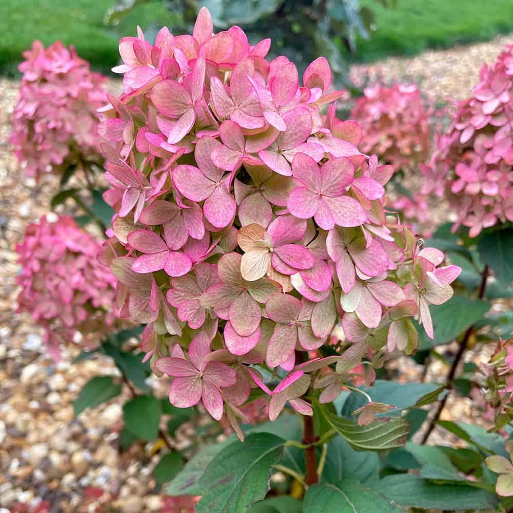 Hydrangea Paniculata Magical Candle