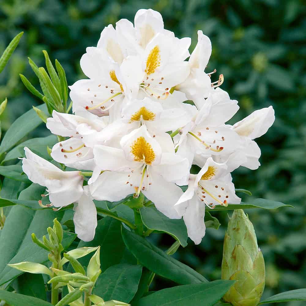 Rhododendron Madame Masson