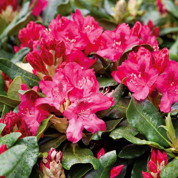 Rhododendron Nova Zembla