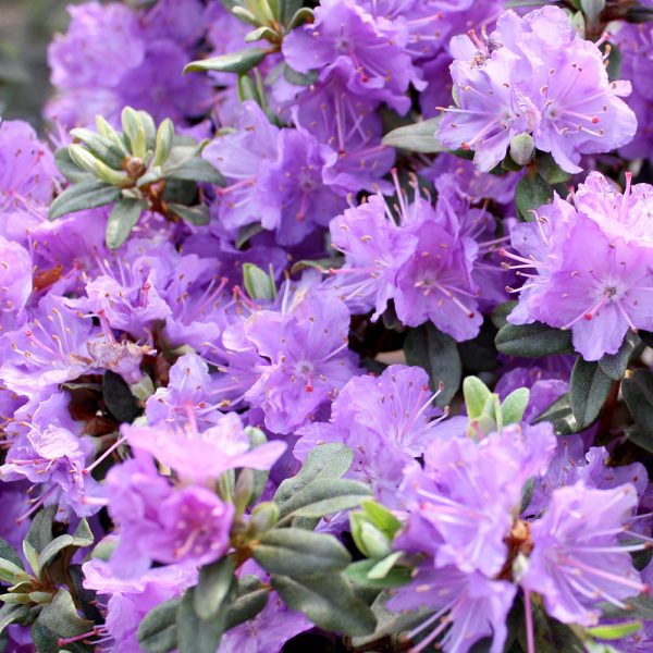 Rhododendron Ramapo