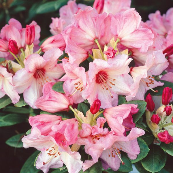 Rhododendron Virgina Richards