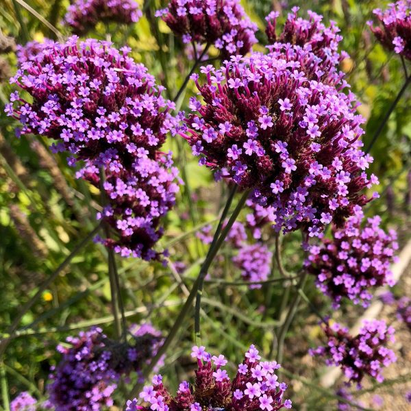 Verbena Bonariensis