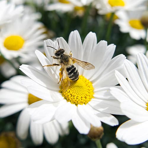 How to Attract Pollinators to your Garden - Elixir Garden Supplies