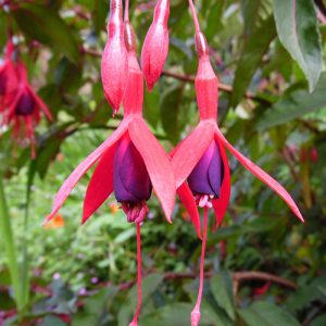 Softwood Cuttings like Aubrieta, Fuchsia & Hydrangea,