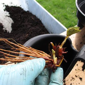 Quick rooting...