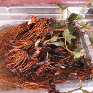 Soaking bare root strawberry plants