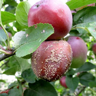 How to Control Brown Rot - Elixir Garden Supplies
