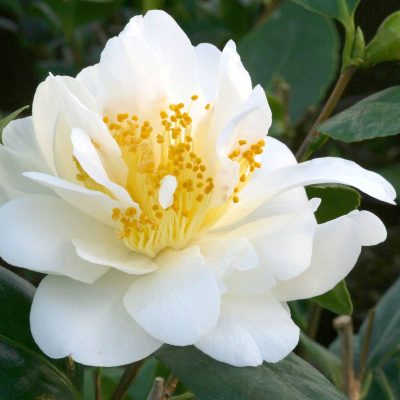 Camelia Silver Anniversary Main