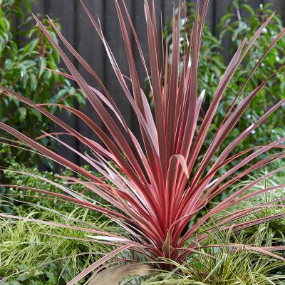Cordyline australis Charlie Boy