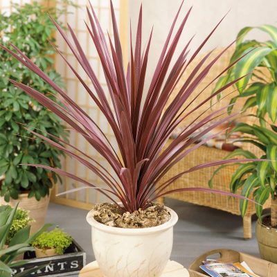 Syn. Dracaena australis