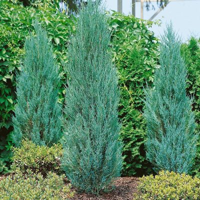 Syn: J. virginiana Blue Arrow
Blauer Raketenwacholder
Blue Arrow Conifer