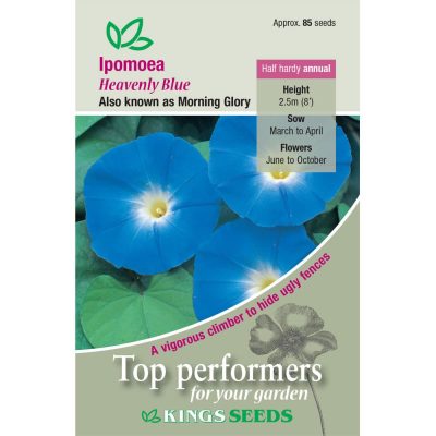 K-Ipomoea Heavenly Blue