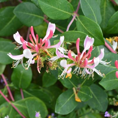 Lonicera Henryi Main