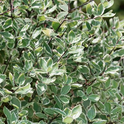 Pittosporum Silver Ball