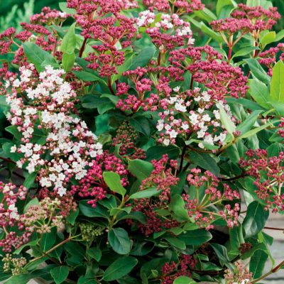 Viburnum Tinus